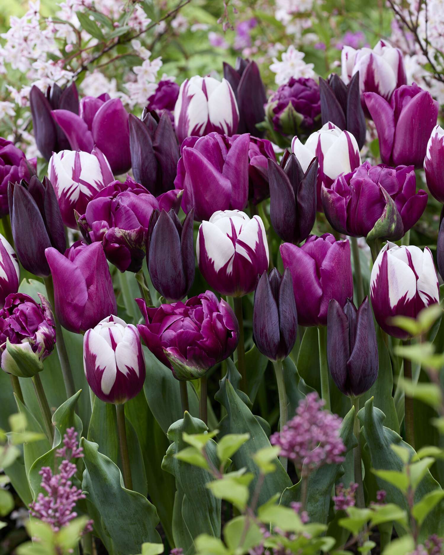Mélange de tulipes 'Purple Velvet'